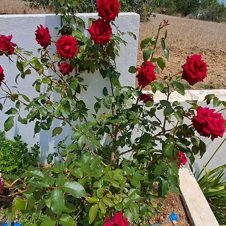 Traditional In Apartamento Albufeira