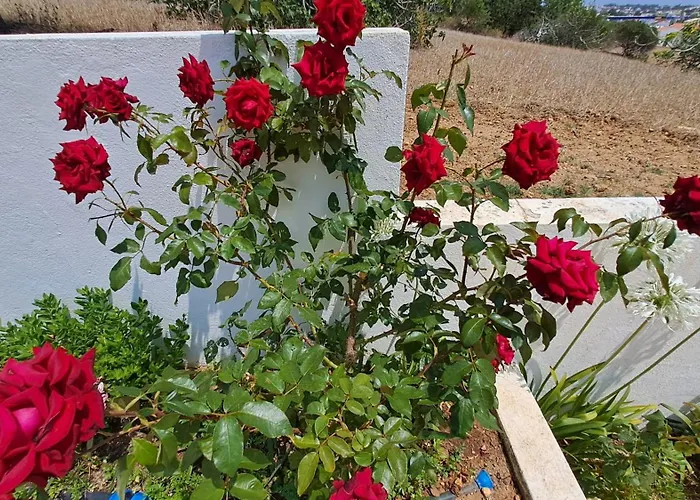 Traditional In Apartament Albufeira